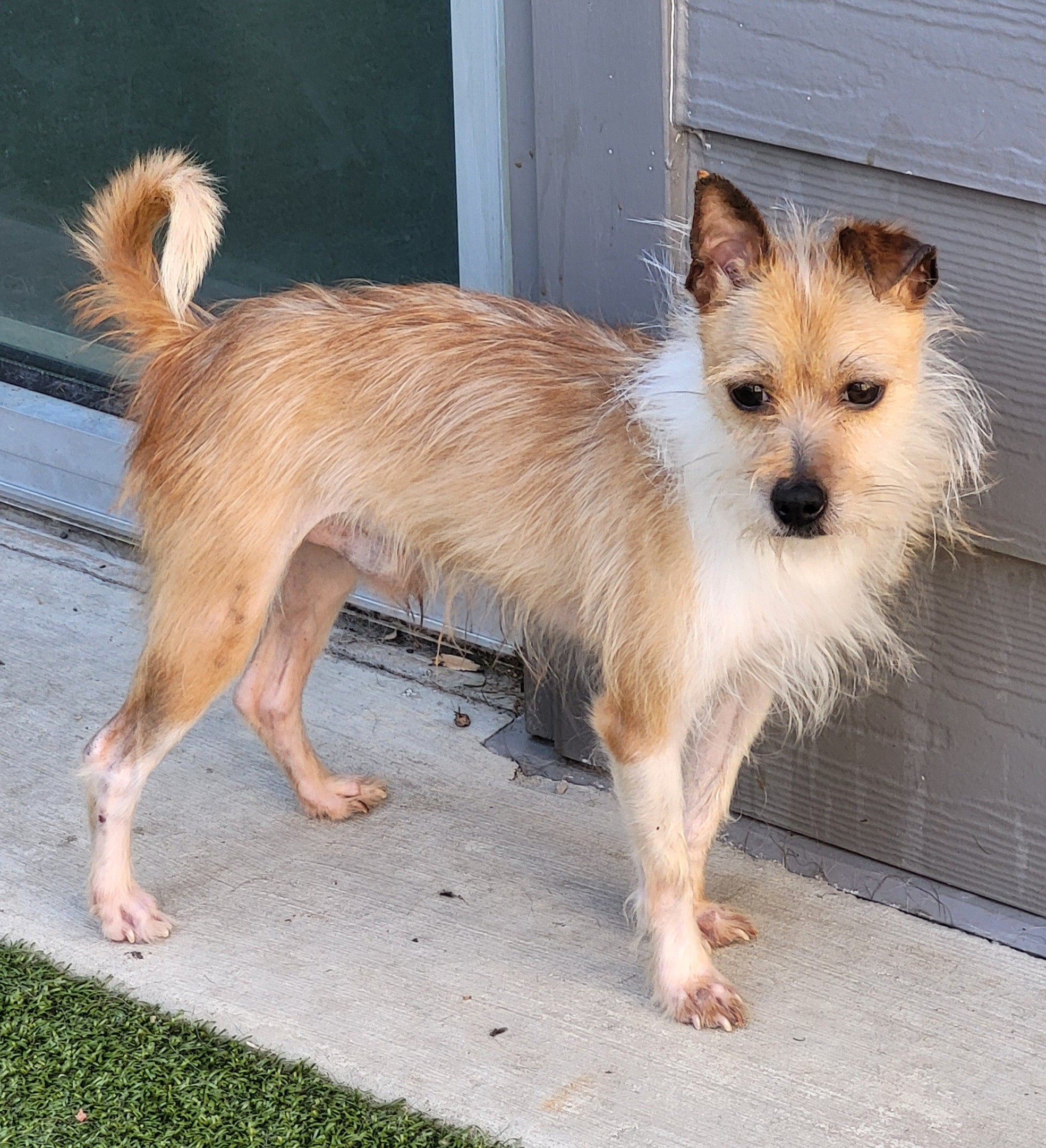 Enlarge Arlo, a Adoptable Yorkshire Terrier in Greensboro, NC image 1/3