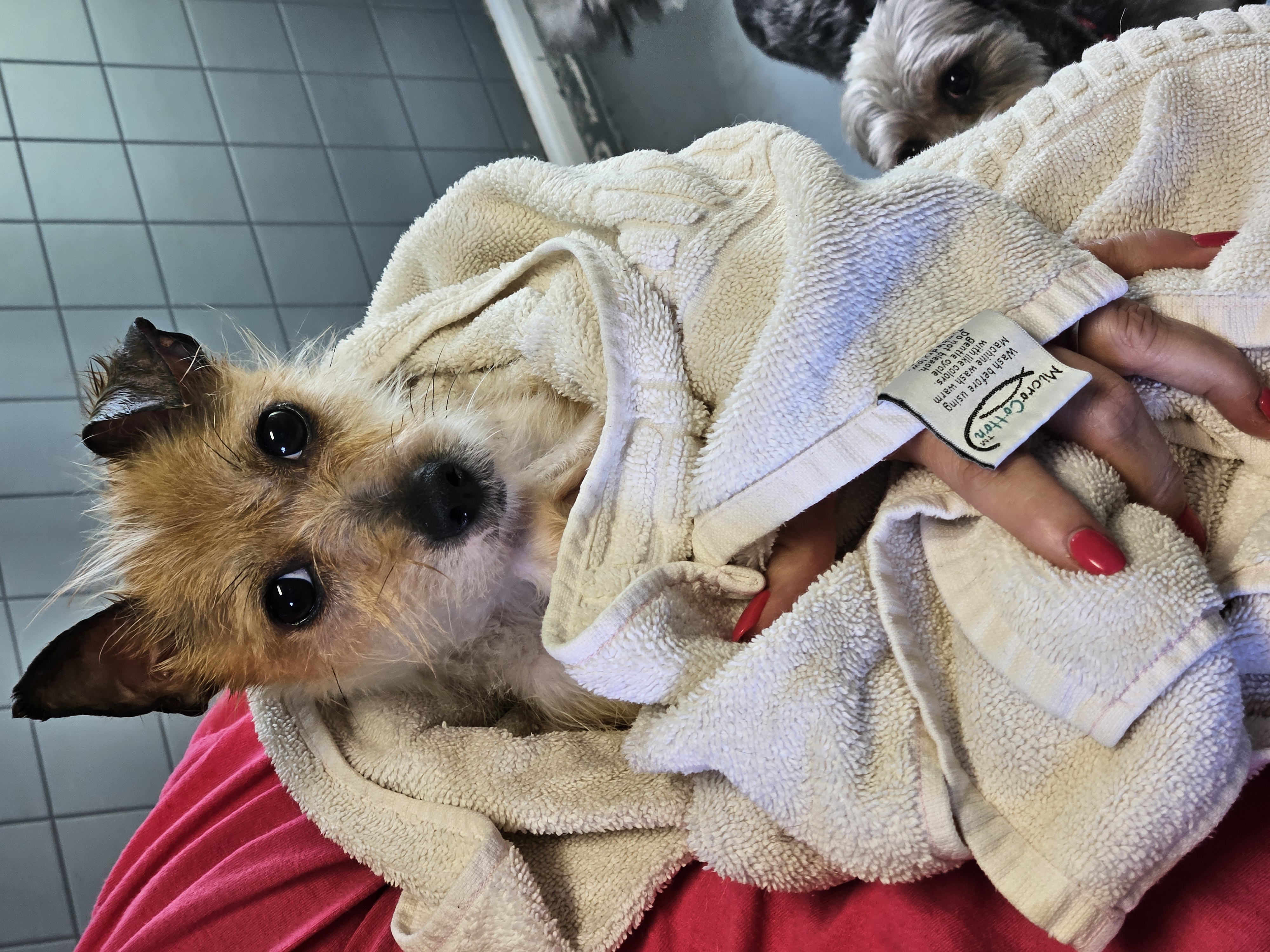 Enlarge Arlo, a Adoptable Yorkshire Terrier in Greensboro, NC image 3/3