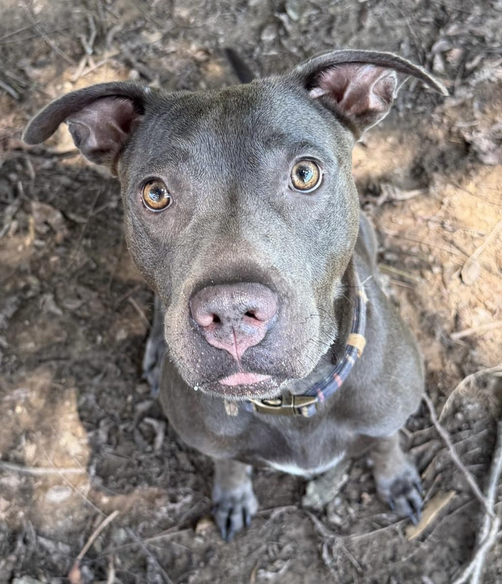 Enlarge Vesta, a Adoptable mixed breed in Johnston, RI image 2/6