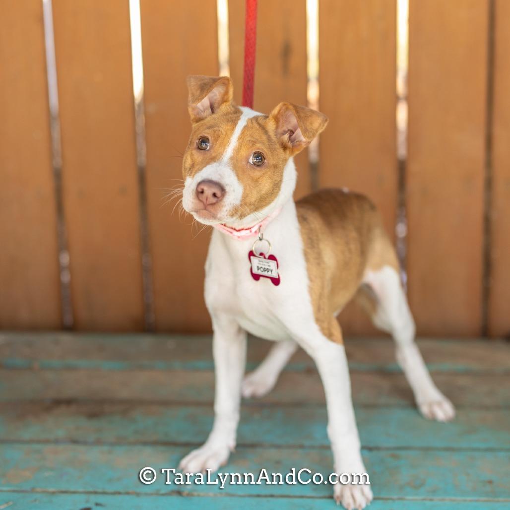 Enlarge Poppy, a Adoptable Pit Bull Terrier in Wake Forest, NC image 1/6