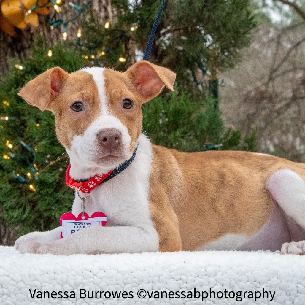 Enlarge Poppy, a Adoptable Pit Bull Terrier in Wake Forest, NC image 2/6