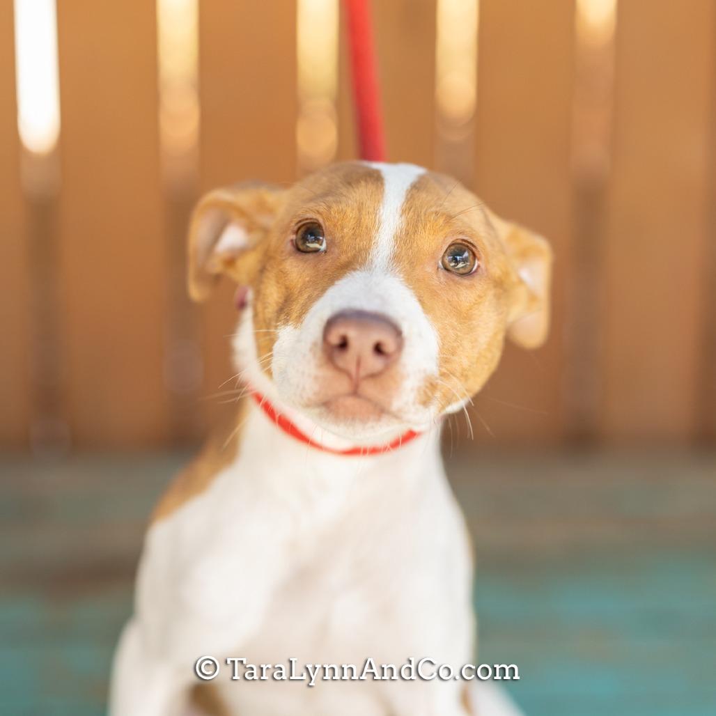 Enlarge Poppy, a Adoptable Pit Bull Terrier in Wake Forest, NC image 3/6