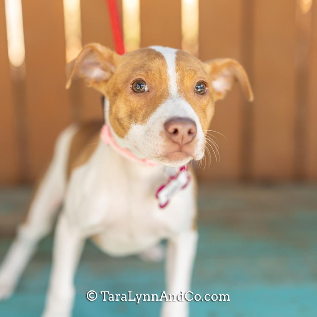 Enlarge Poppy, a Adoptable Pit Bull Terrier in Wake Forest, NC image 5/6