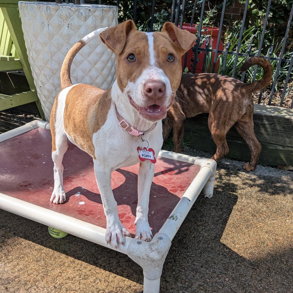 Enlarge Poppy, a Adoptable Pit Bull Terrier in Wake Forest, NC image 5/6