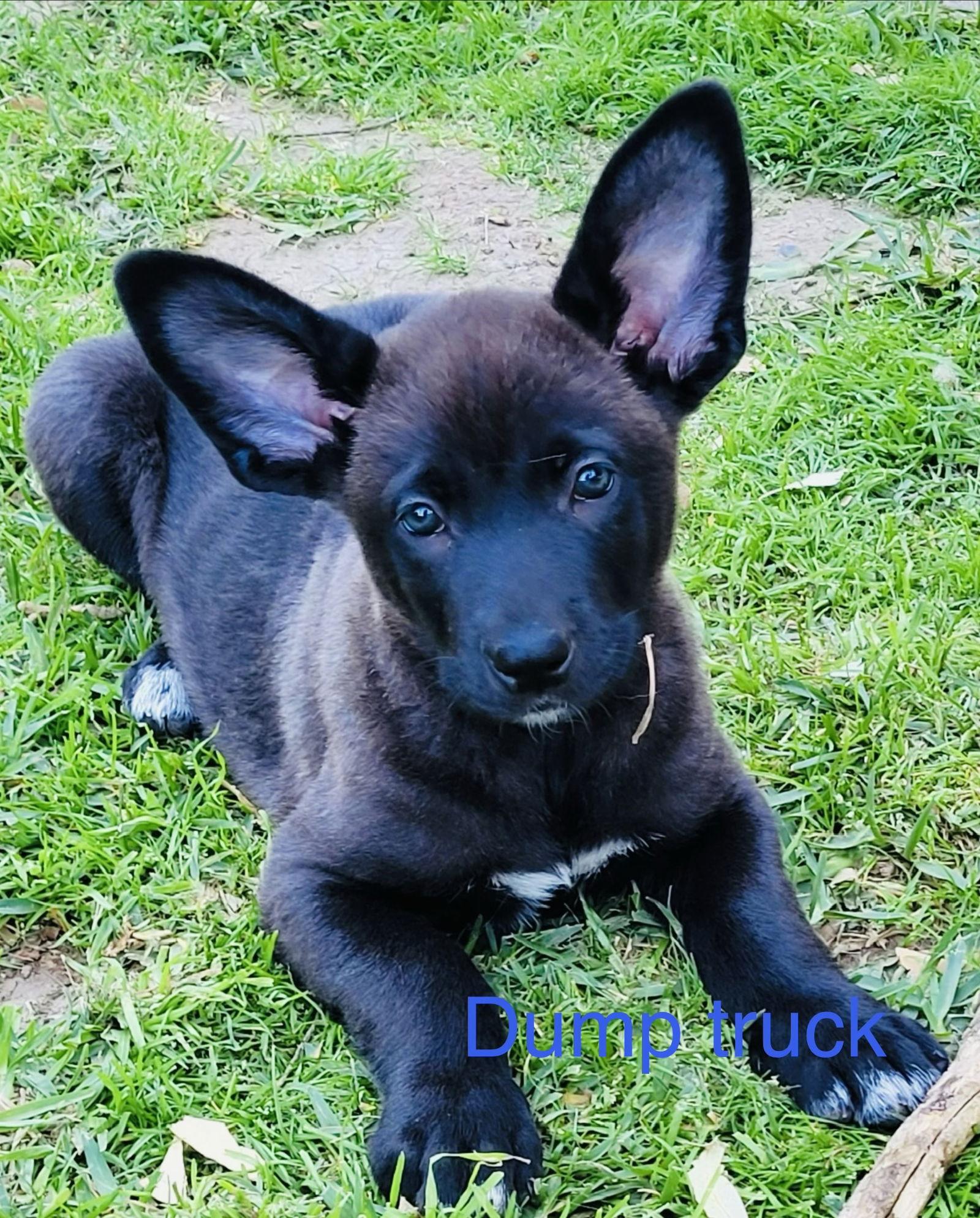 Dumptruck, Adoptable, Puppy Male Labrador Retriever & German Shepherd Dog.