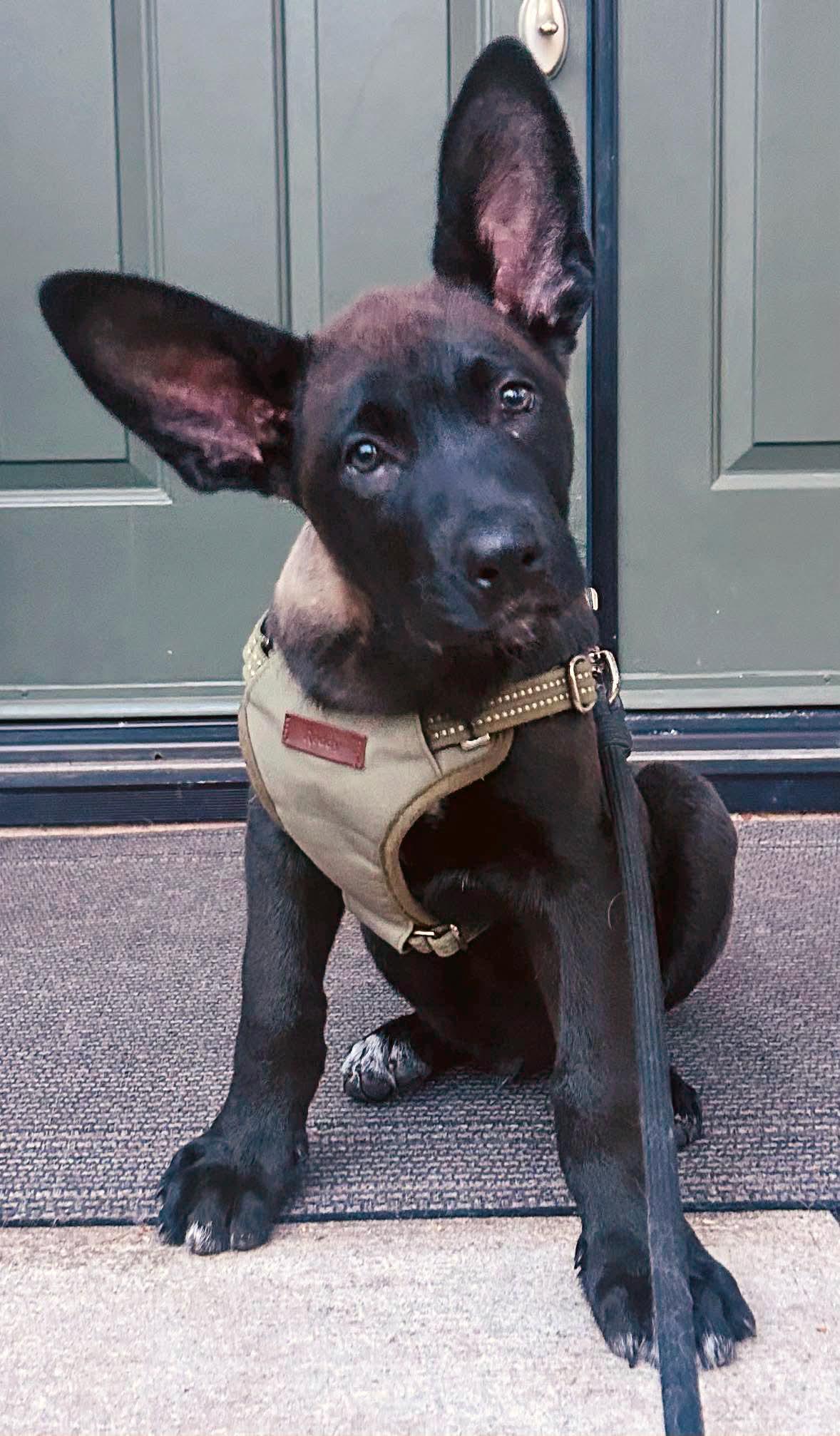 Enlarge Dumptruck, a Adoptable mixed breed in Mission Viejo, CA image 2/2