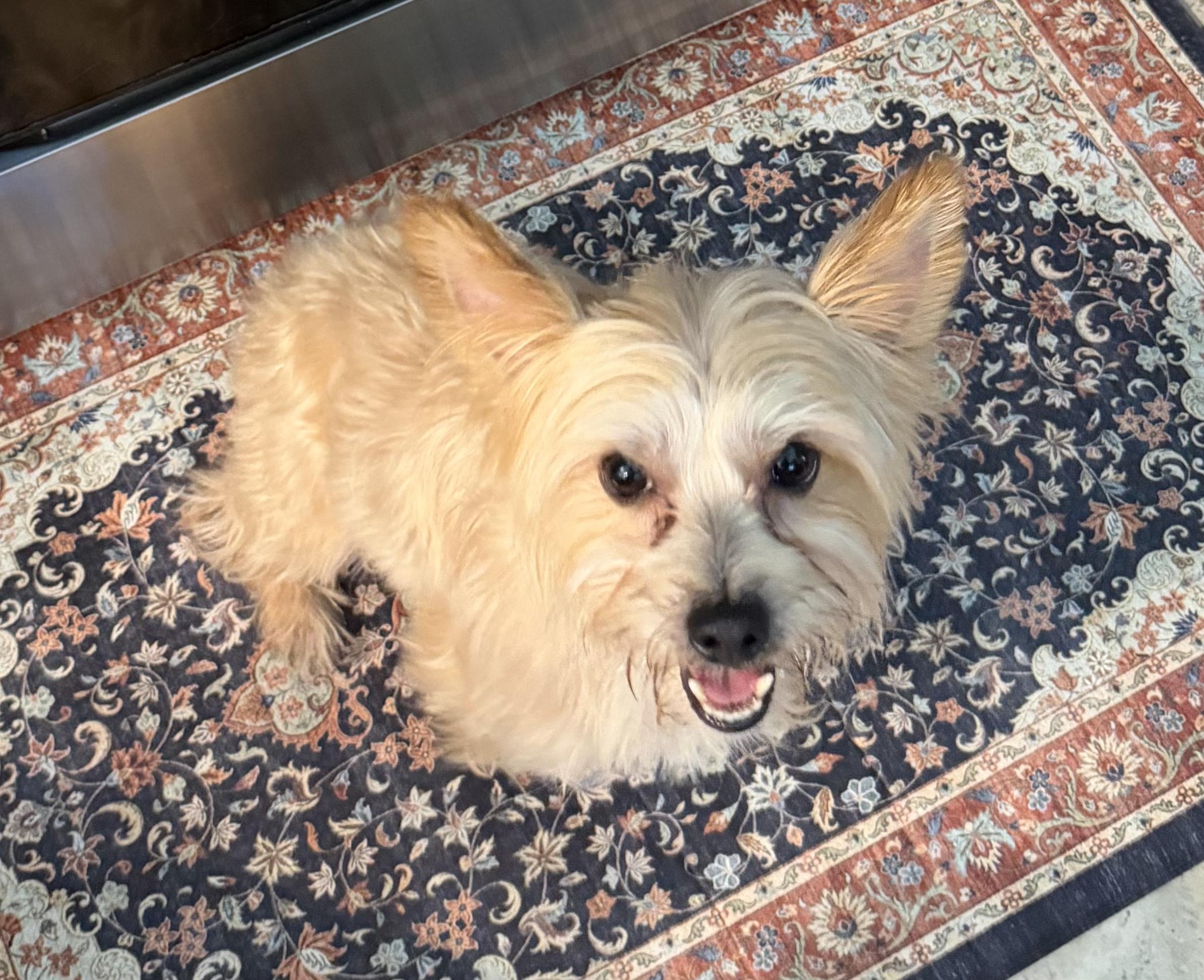 Enlarge Beanie, a ADOPTABLE Yorkshire Terrier in Toms River, NJ image 1/1