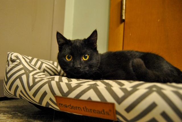 Topango — thumbnail 2