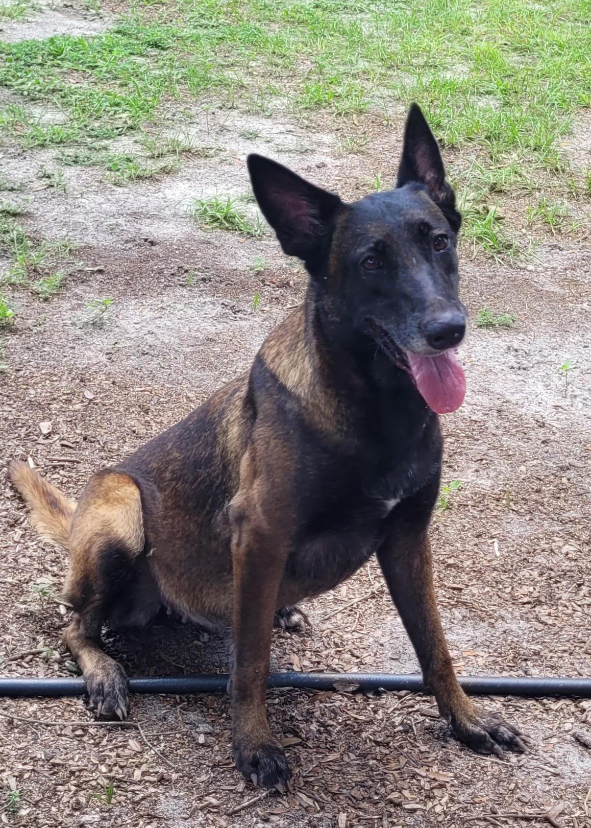 Bella, ADOPTABLE, Adult Female Belgian Shepherd / Malinois.