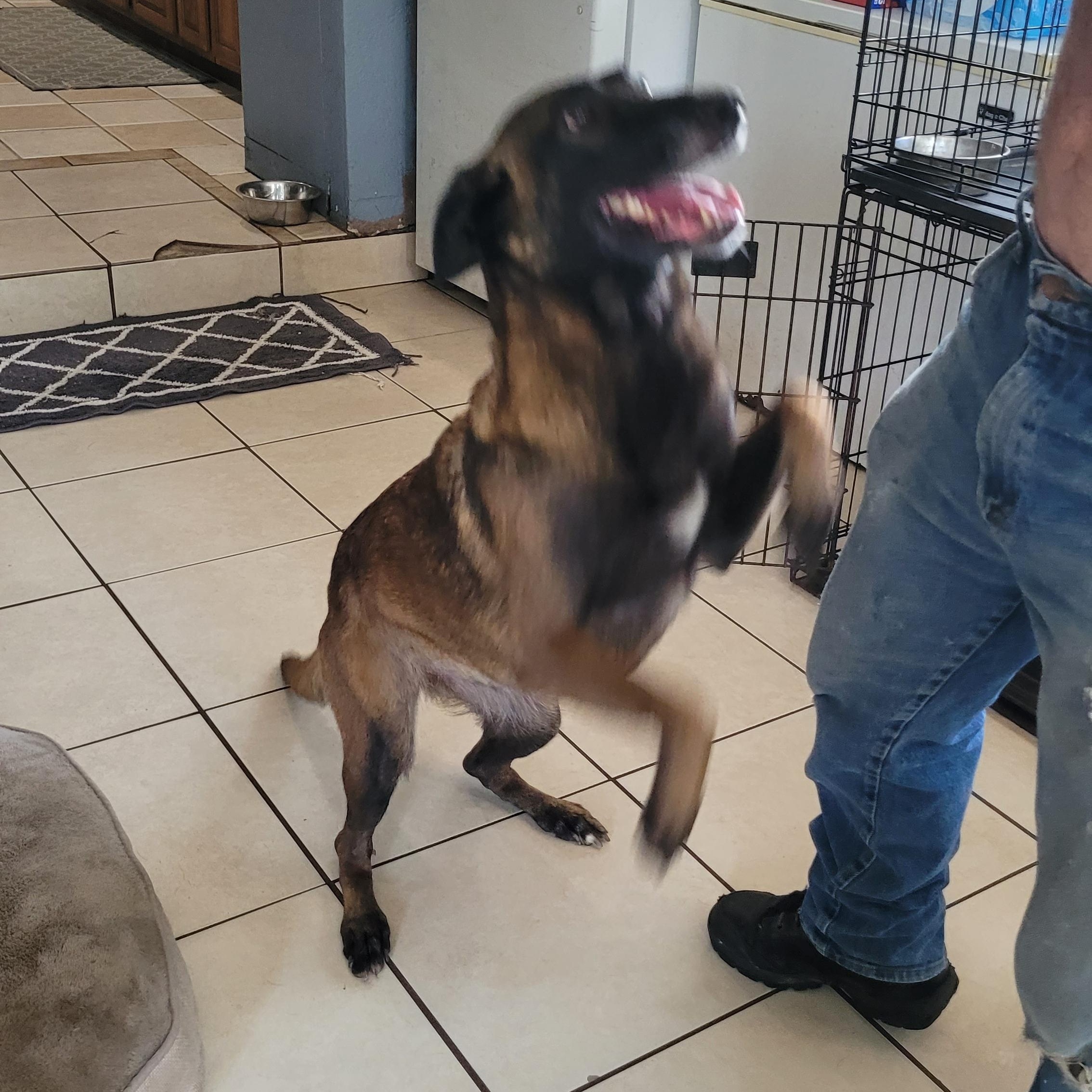 Enlarge Bella, a ADOPTABLE Belgian Shepherd / Malinois in Chiefland, FL image 3/3