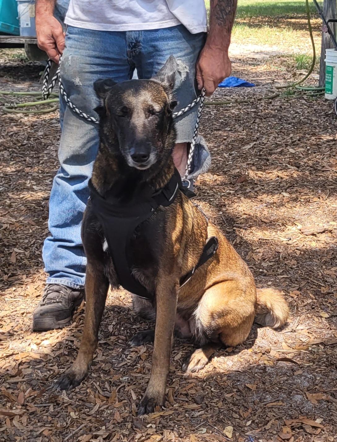 Enlarge Bella, a ADOPTABLE Belgian Shepherd / Malinois in Chiefland, FL image 1/3