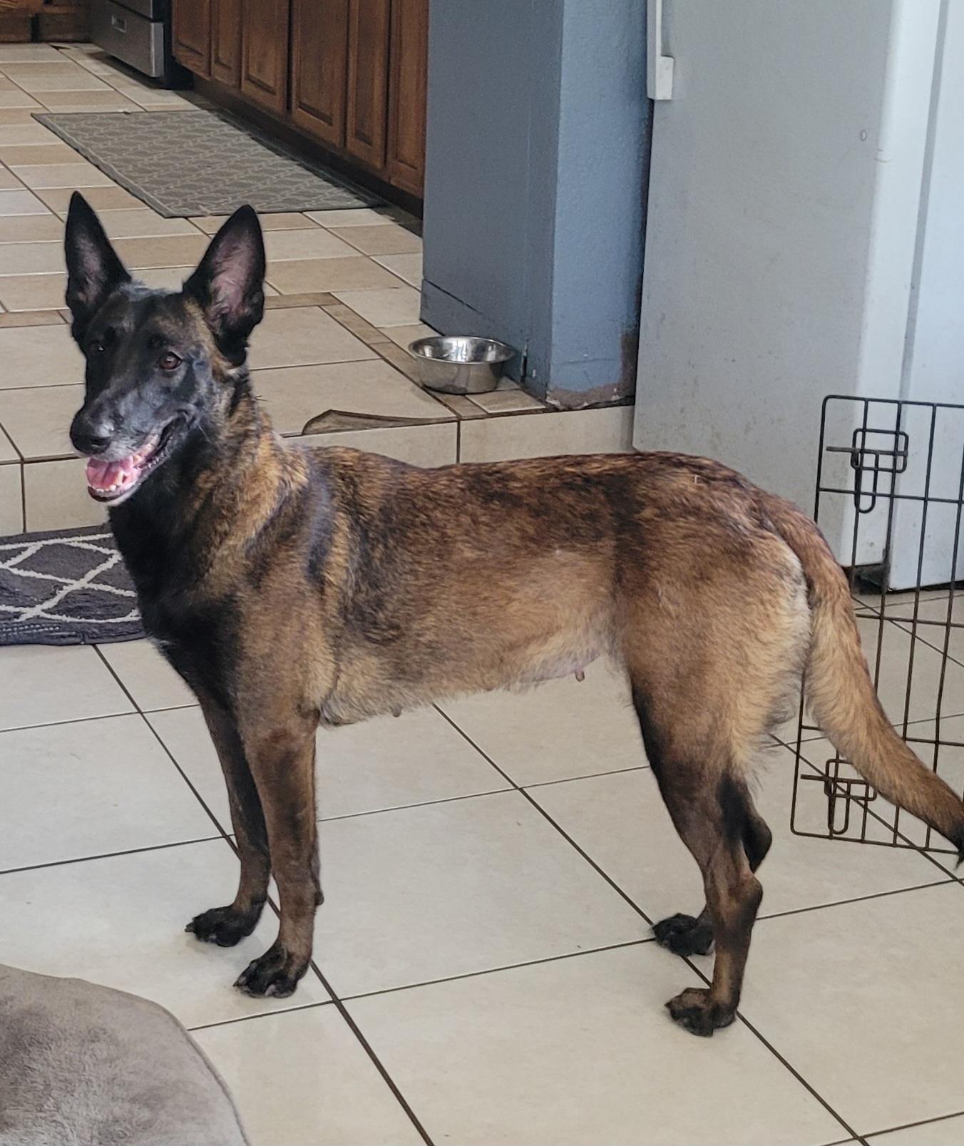 Enlarge Bella, a ADOPTABLE Belgian Shepherd / Malinois in Chiefland, FL image 2/3