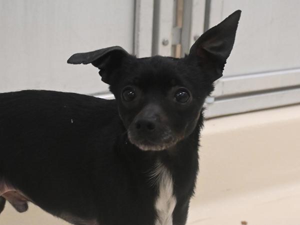 Enlarge Scout, a Adoptable mixed breed in Portland, OR image 1/1