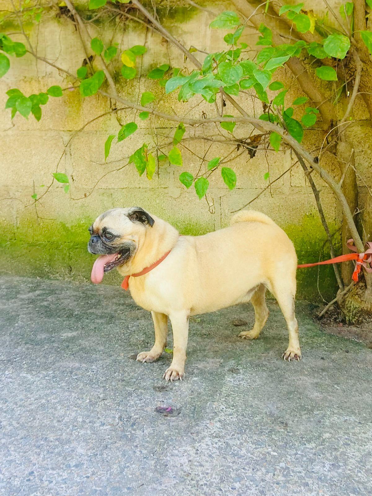 Homero, adopted, Adult Male Pug.