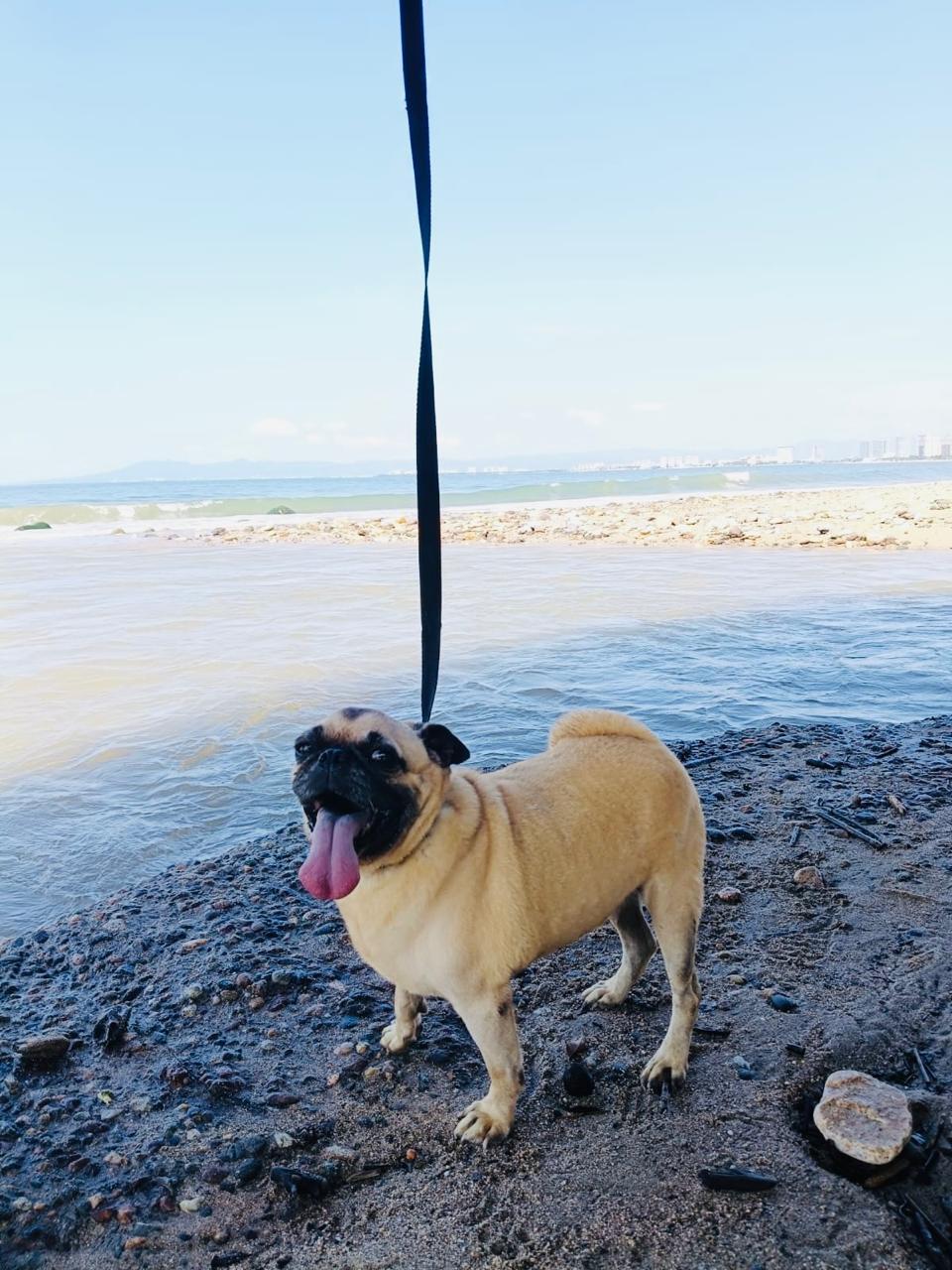 Homero, an adopted Pug in Vancouver, BC image 2/6