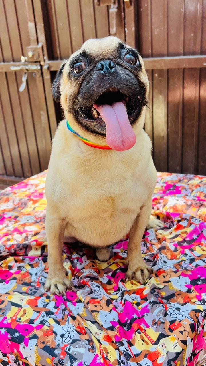 Homero, an adopted Pug in Vancouver, BC image 3/6