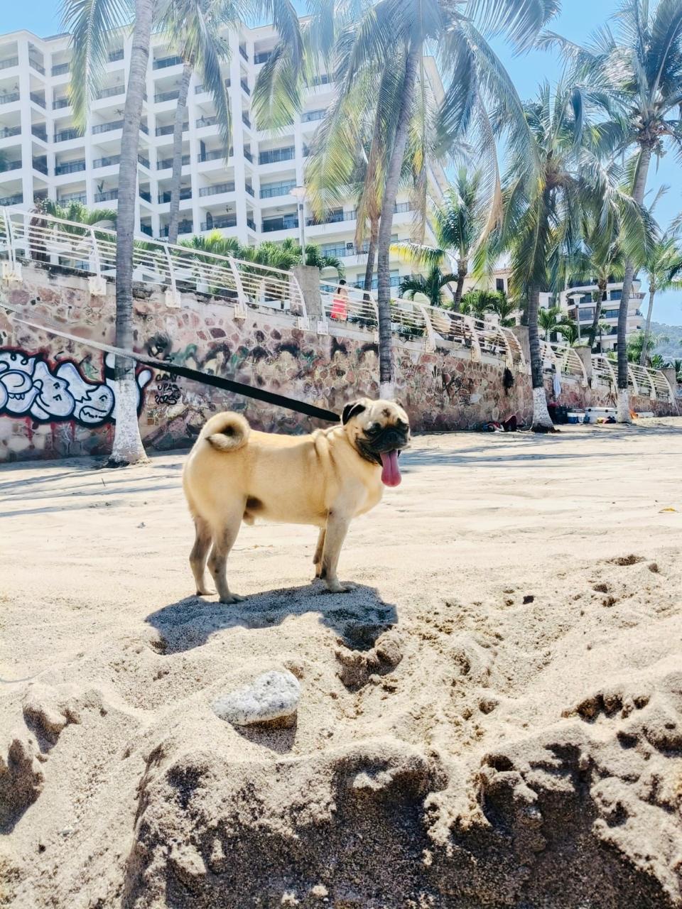 Homero, an adopted Pug in Vancouver, BC image 4/6