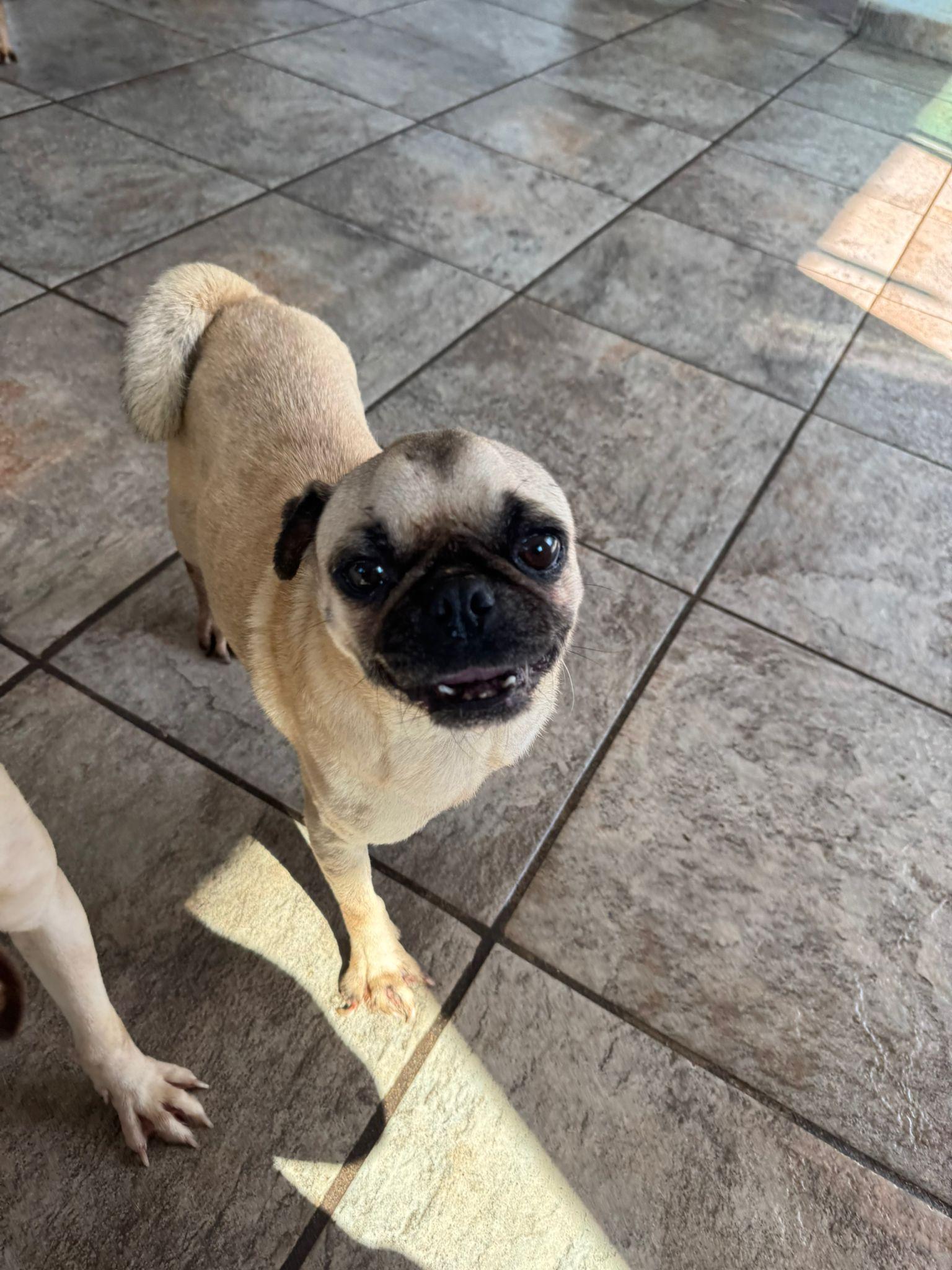 Homero, an adopted Pug in Vancouver, BC image 5/6