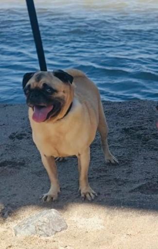 Homero, an adopted Pug in Vancouver, BC image 6/6