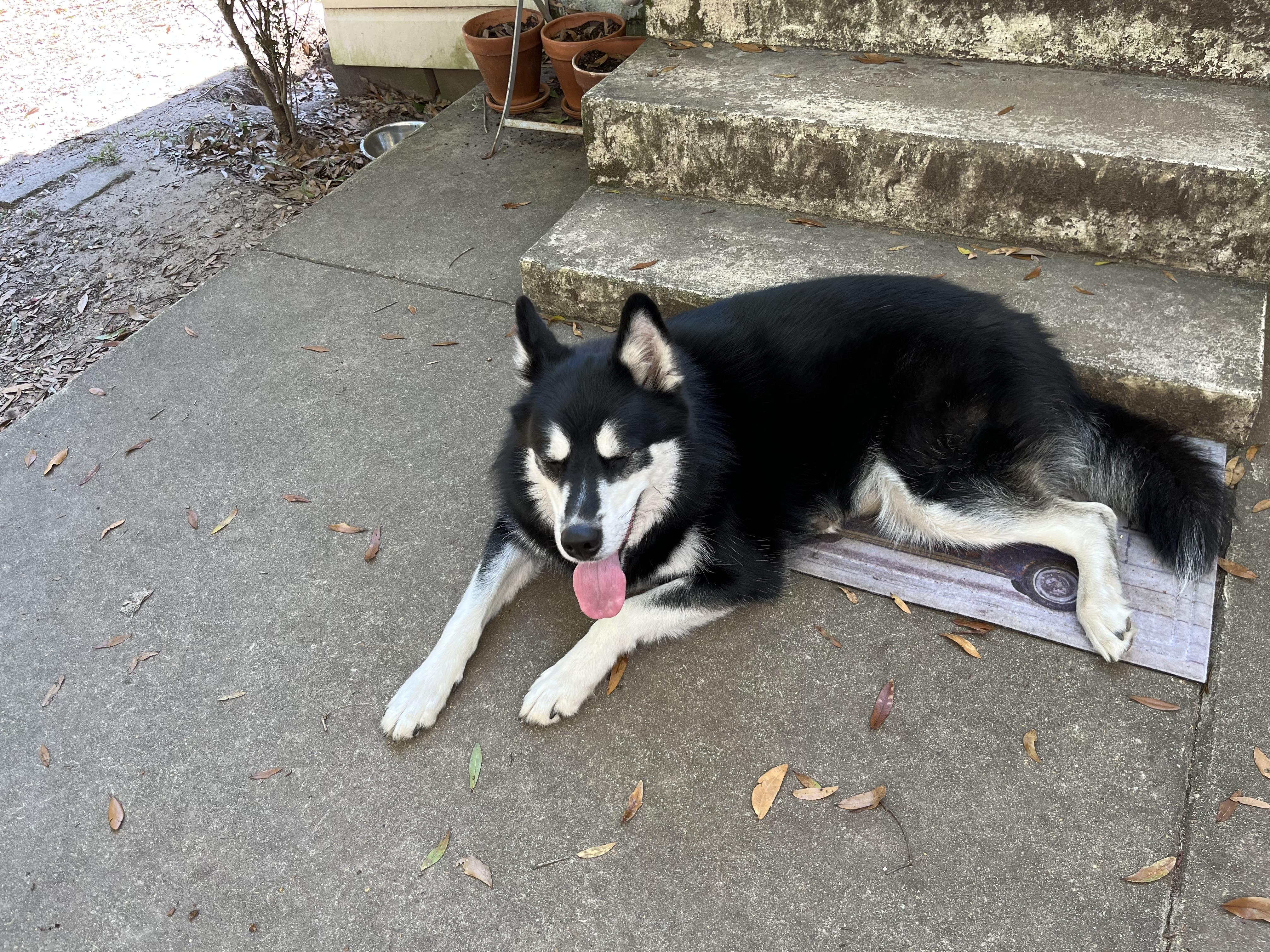 Princes, a ADOPTABLE Husky in South Amboy, NJ image 3/4