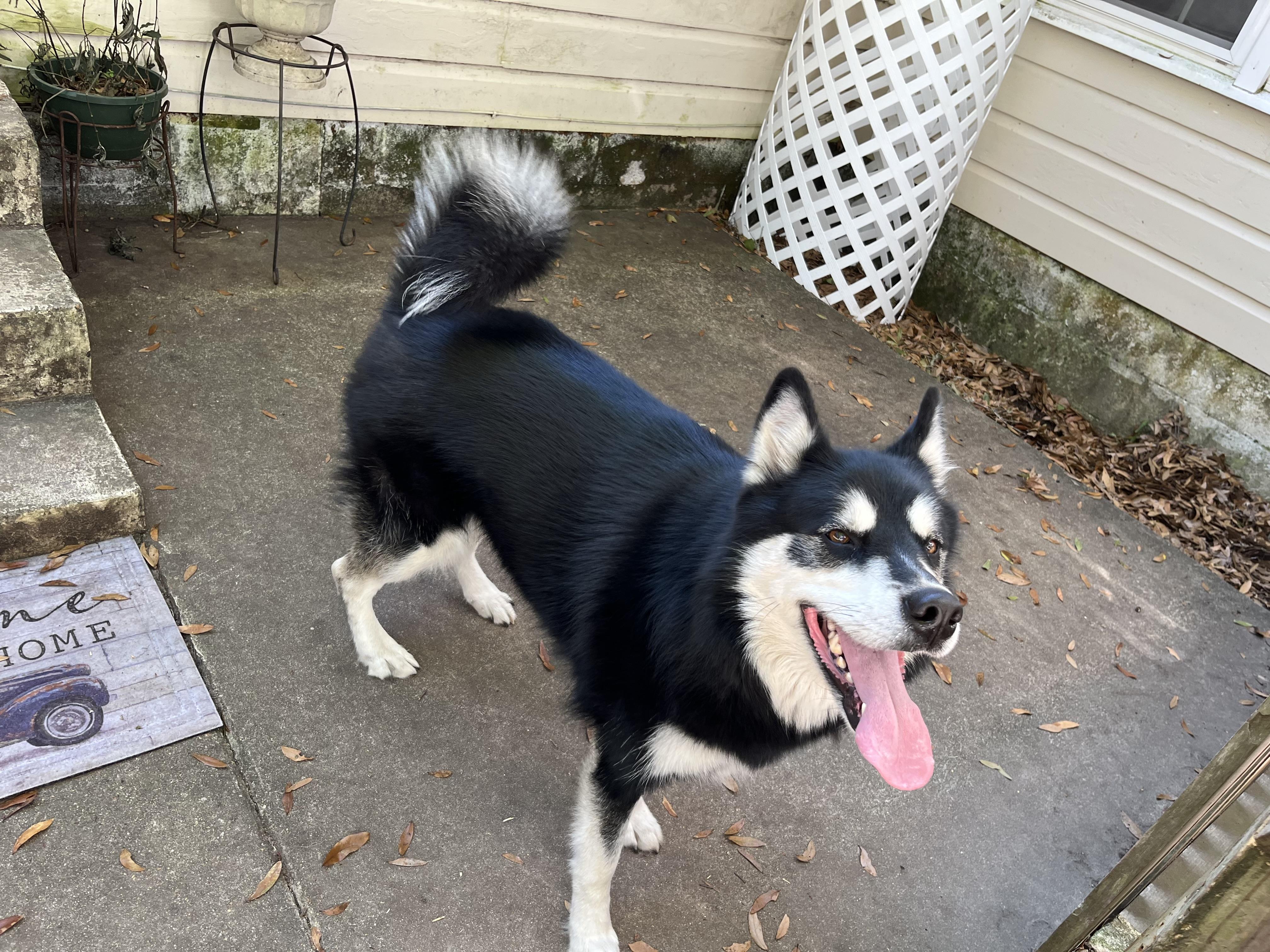 Princes, a ADOPTABLE Husky in South Amboy, NJ image 4/4