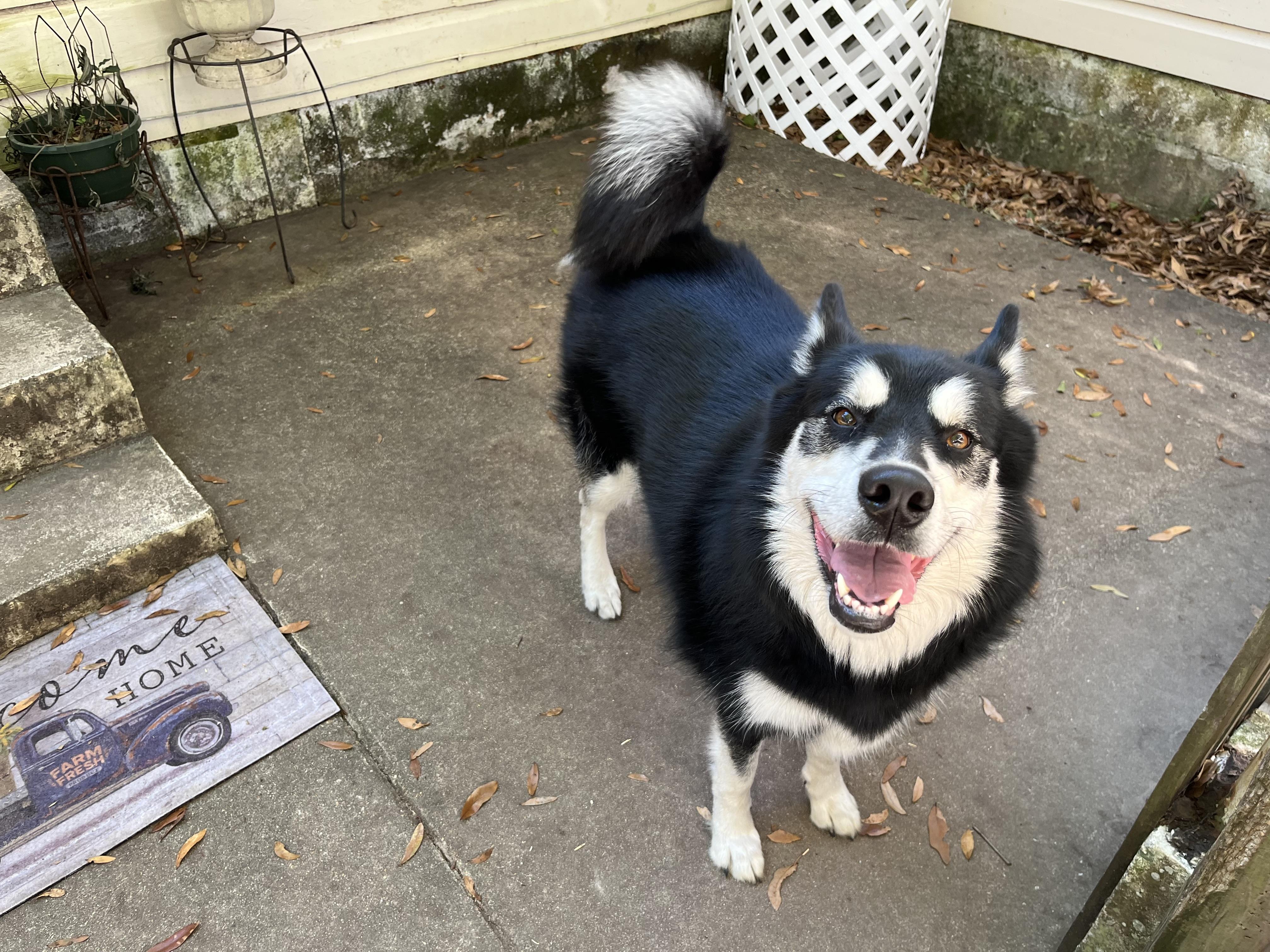 Princes, a ADOPTABLE Husky in South Amboy, NJ image 2/4