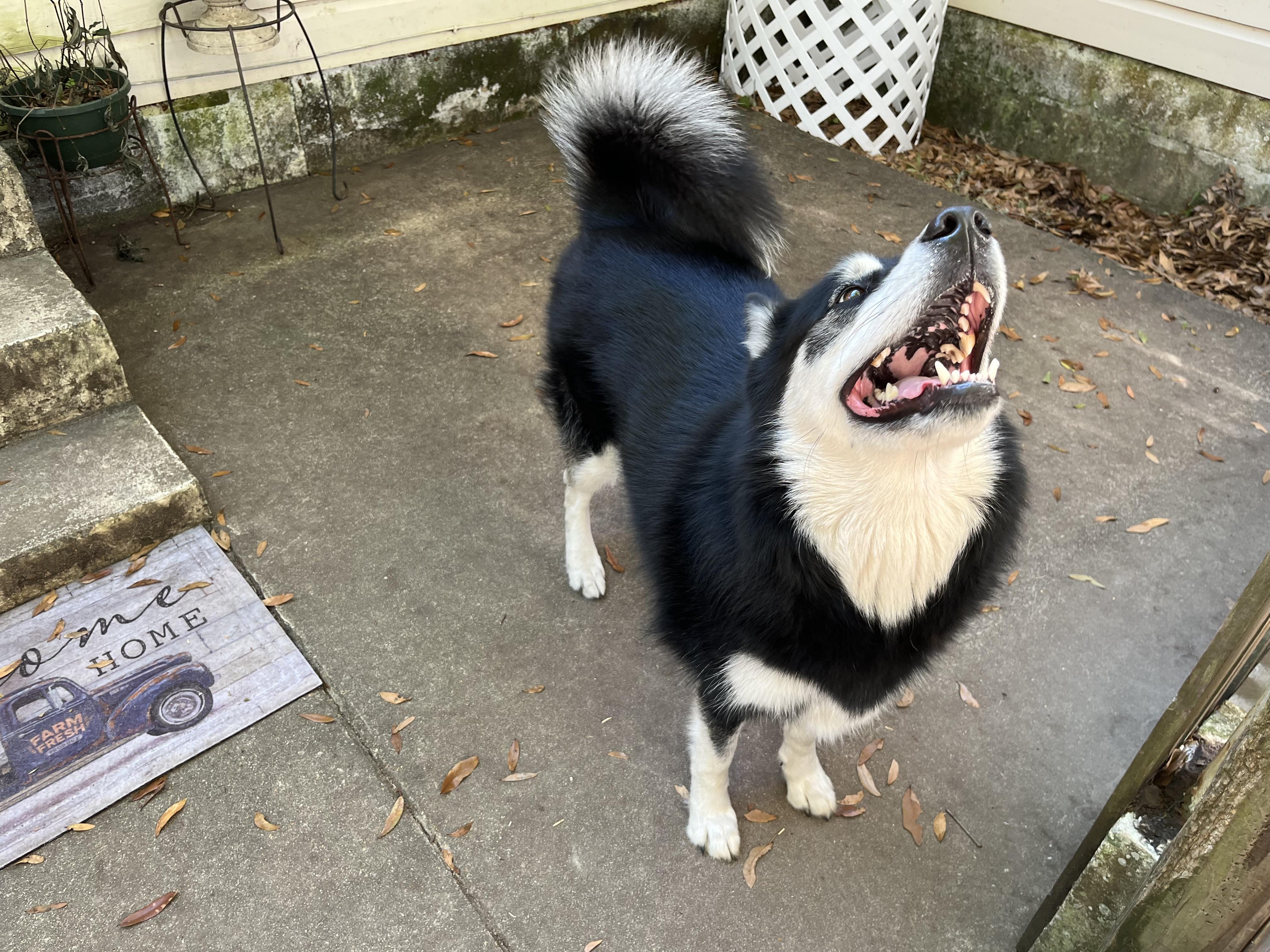 Princes, a ADOPTABLE Husky in South Amboy, NJ image 1/4