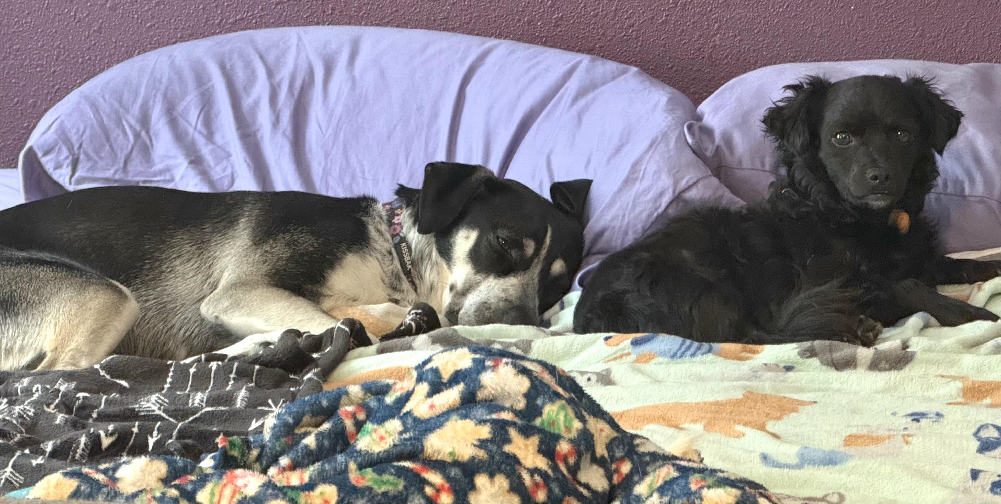 Enlarge Taz, a ADOPTABLE mixed breed in Eagle, ID image 4/5