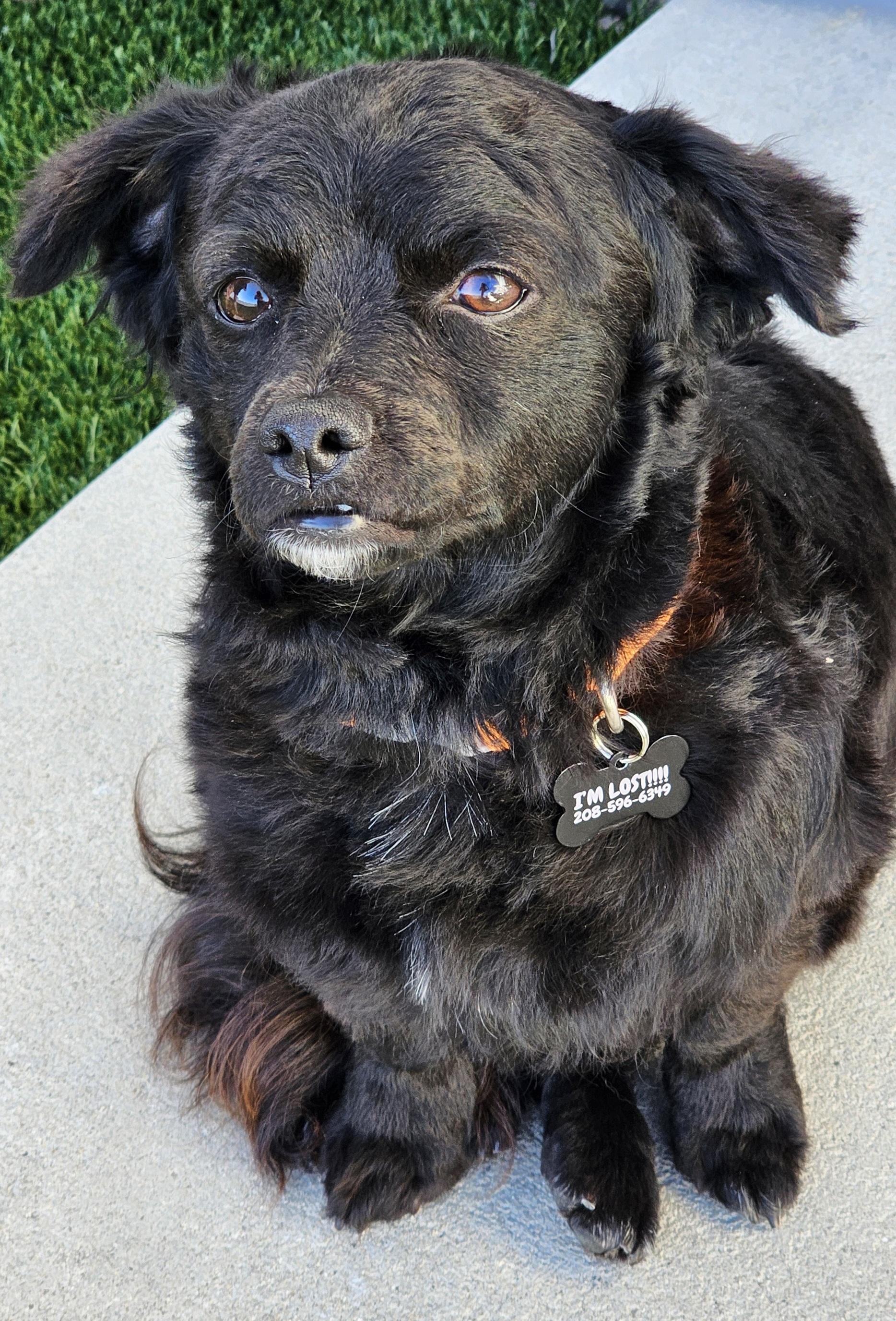 Enlarge Taz, a ADOPTABLE mixed breed in Eagle, ID image 5/5