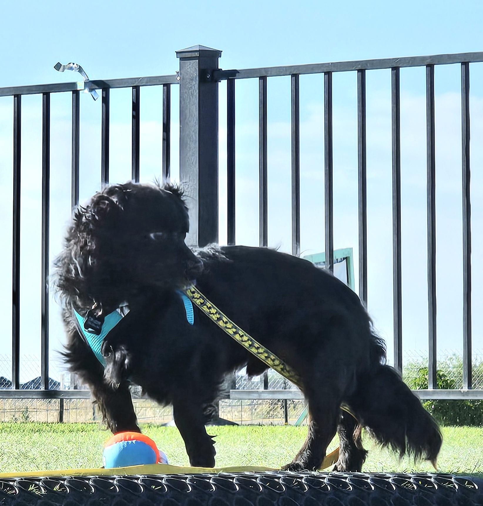 Enlarge Taz, a ADOPTABLE mixed breed in Eagle, ID image 3/5