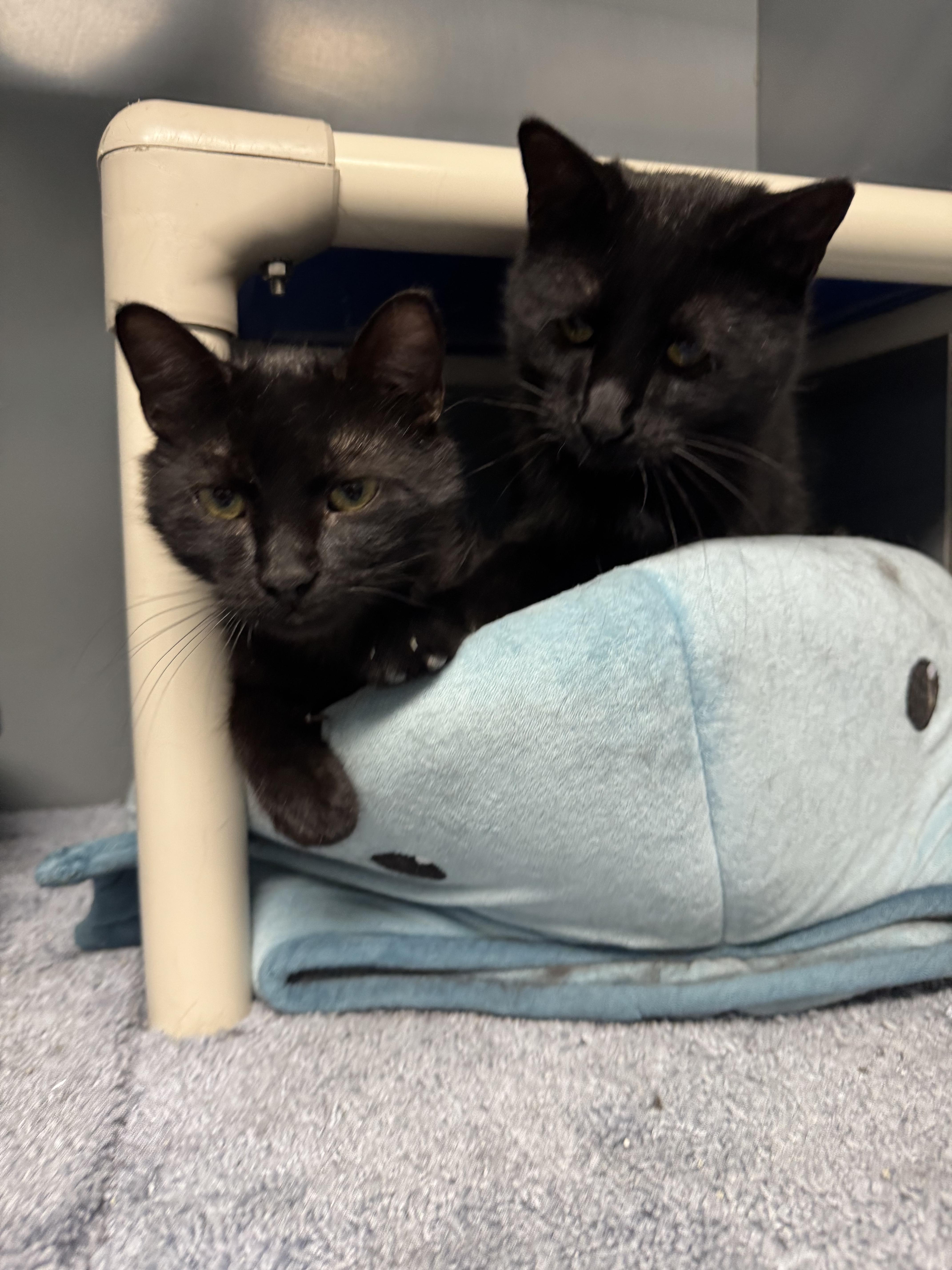 Enlarge Asher and Forest , a ADOPTABLE Domestic Short Hair in Blair, NE image 2/6
