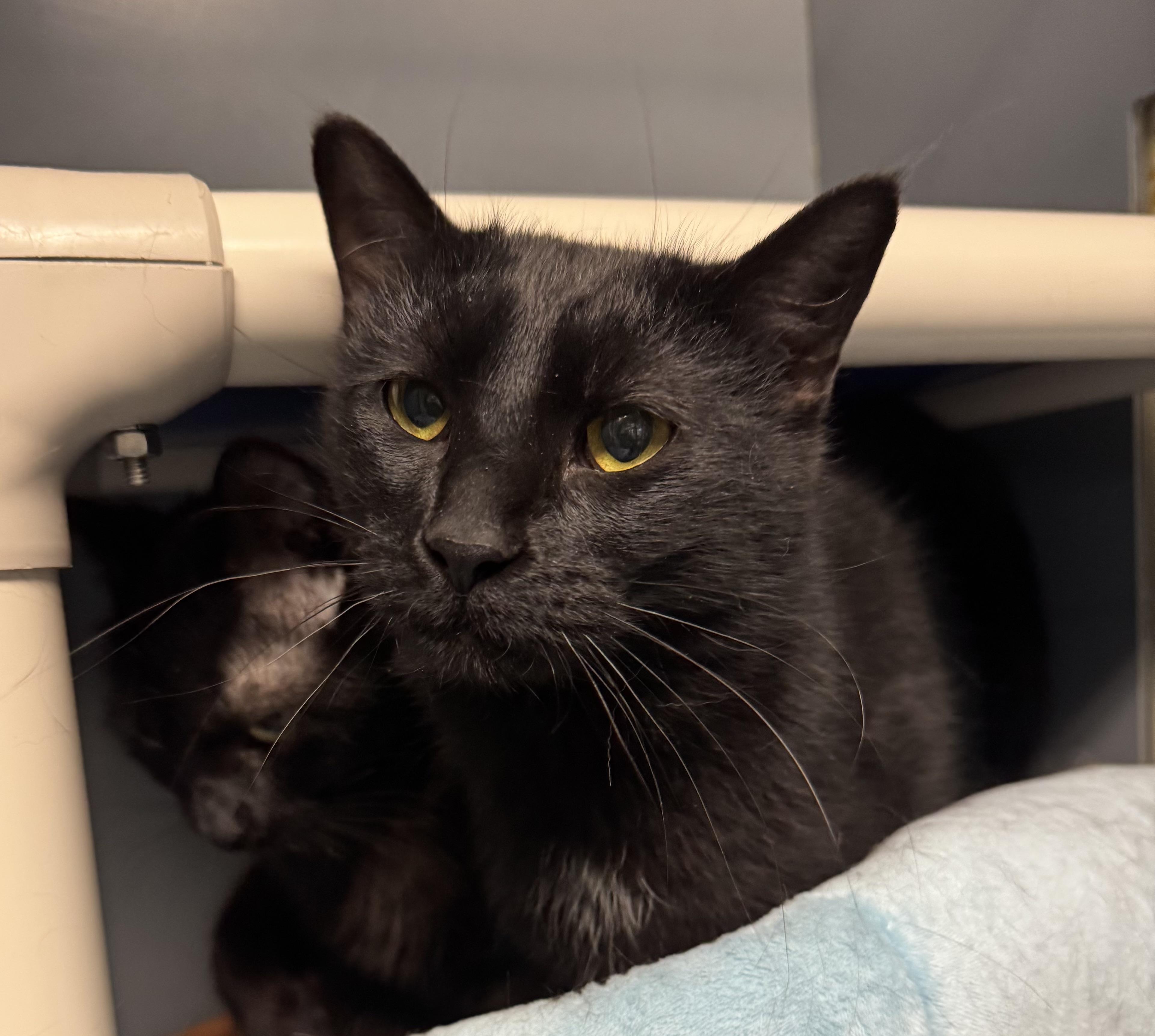 Enlarge Asher and Forest , a ADOPTABLE Domestic Short Hair in Blair, NE image 5/6
