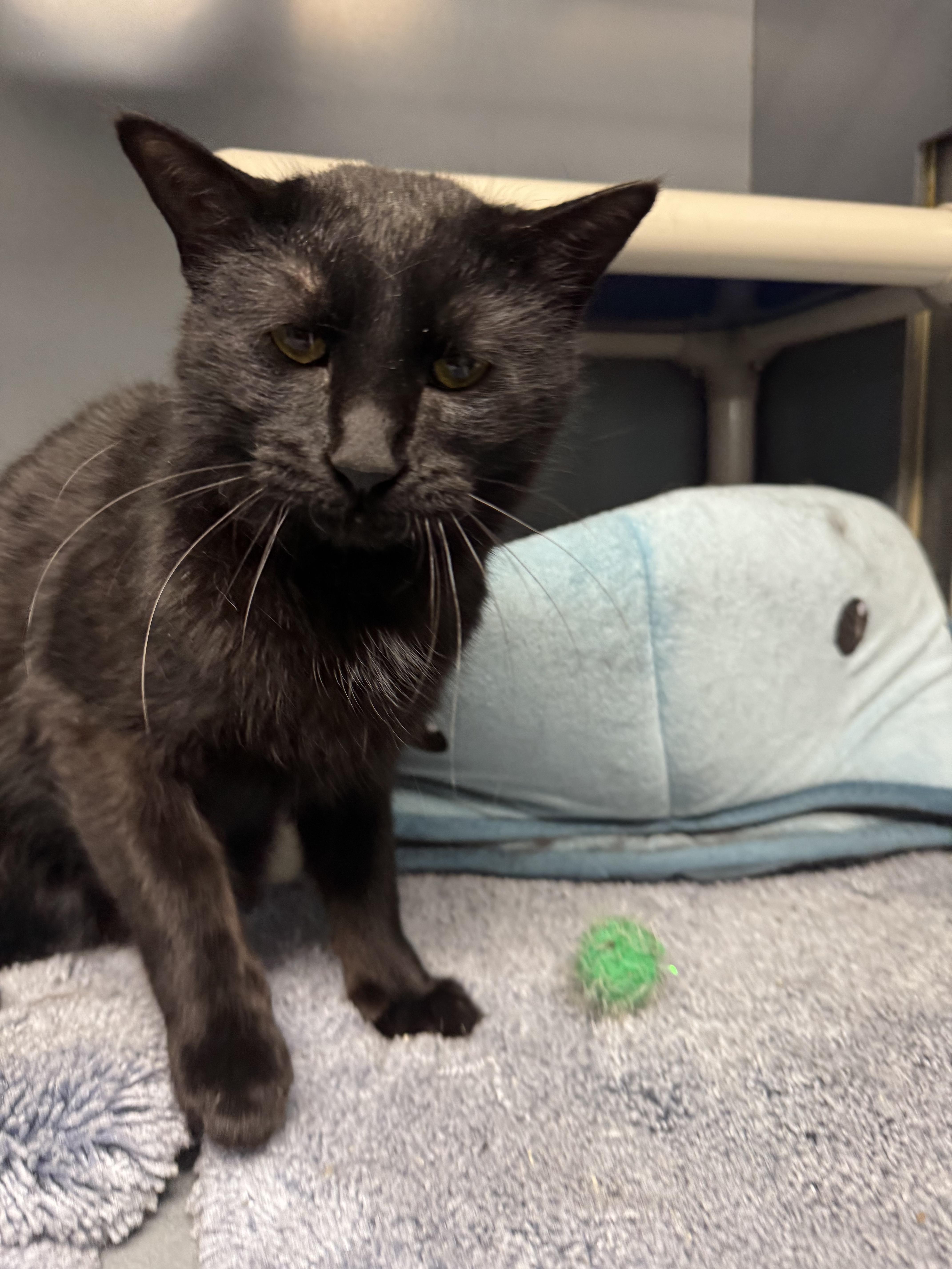 Enlarge Asher and Forest , a ADOPTABLE Domestic Short Hair in Blair, NE image 3/6