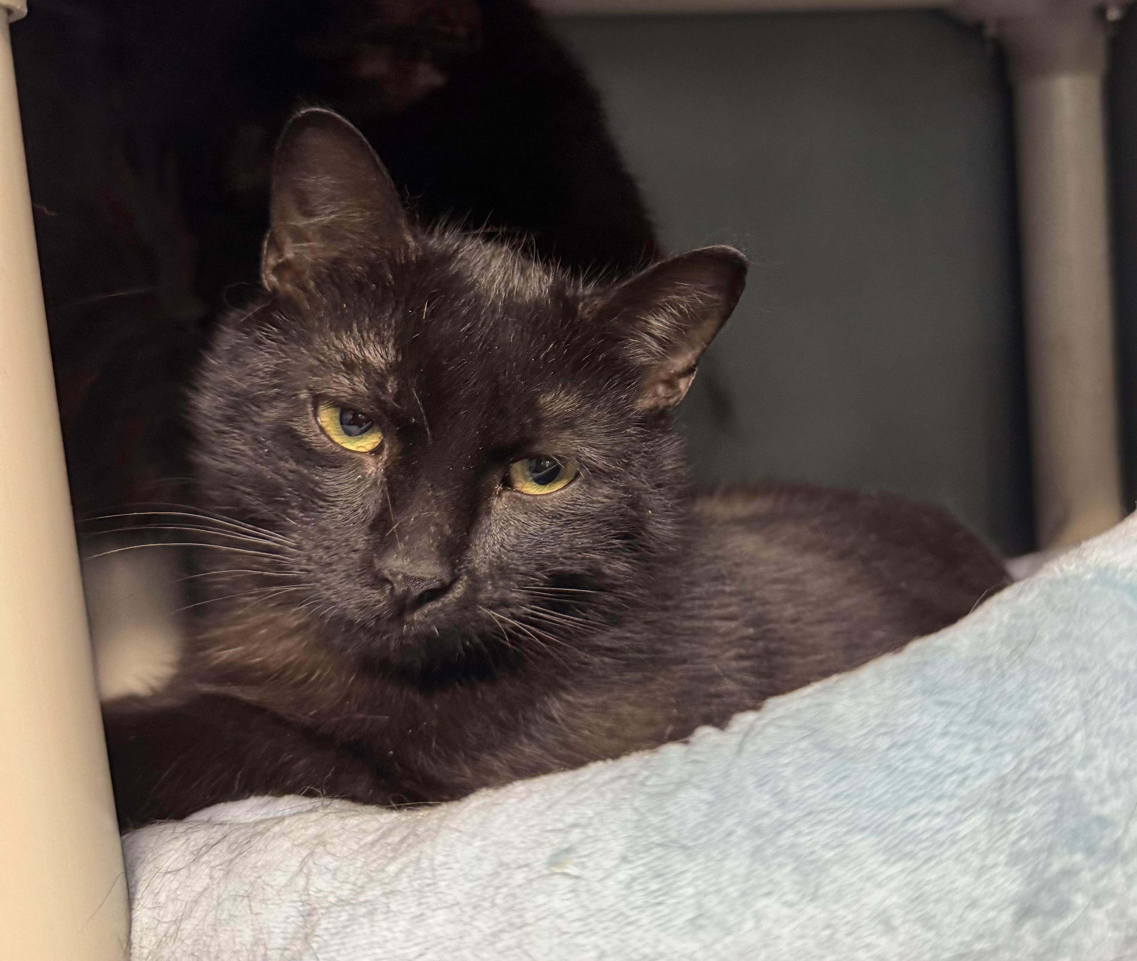 Enlarge Asher and Forest , a ADOPTABLE Domestic Short Hair in Blair, NE image 4/6