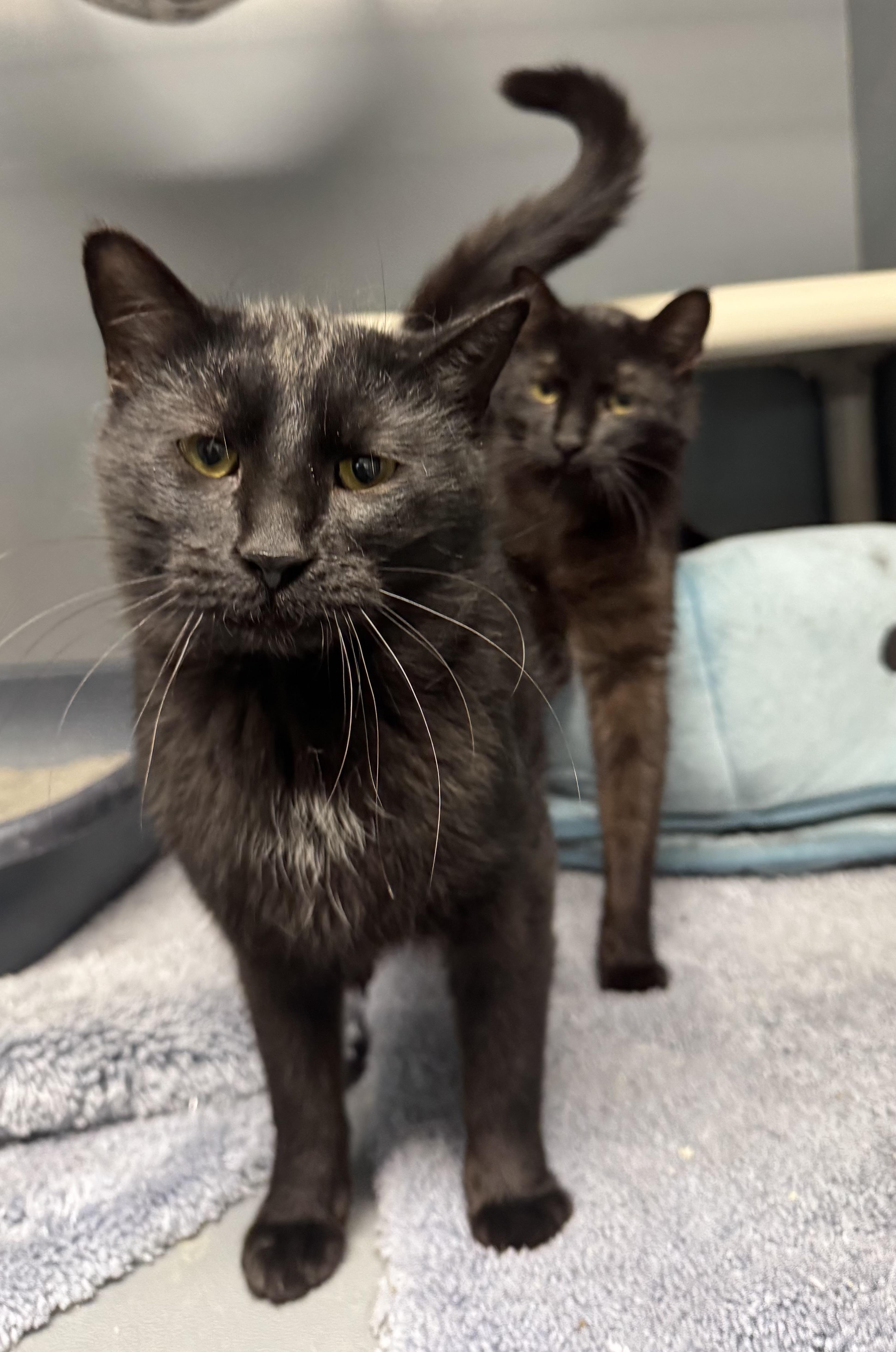 Asher and Forest , ADOPTABLE, Young Male Domestic Short Hair.