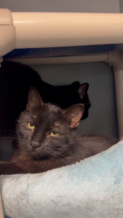 Enlarge Asher and Forest , a ADOPTABLE Domestic Short Hair in Blair, NE video 6/6