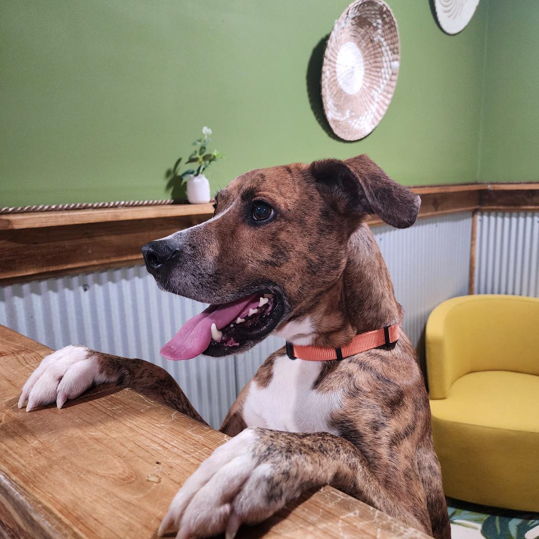 Enlarge Whiskey, a Adoptable Mixed Breed in Point Pleasant, WV image 2/3