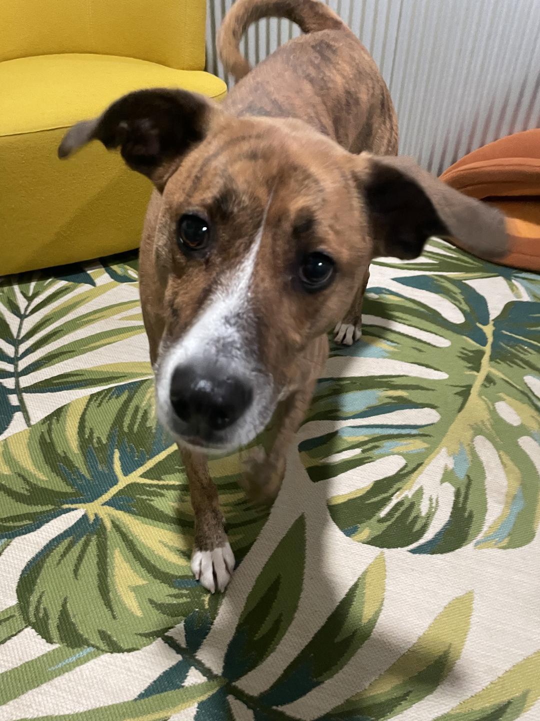 Enlarge Whiskey, a Adoptable Mixed Breed in Point Pleasant, WV image 3/3