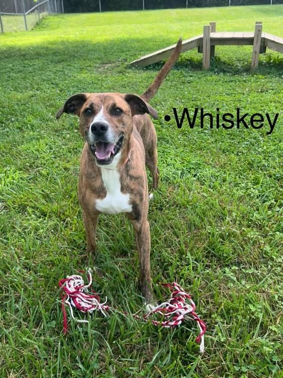 Whiskey, Adoptable, Young Male Mixed Breed.