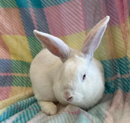Enlarge Sven, a Adoptable Florida White in Folsom, CA image 1/3