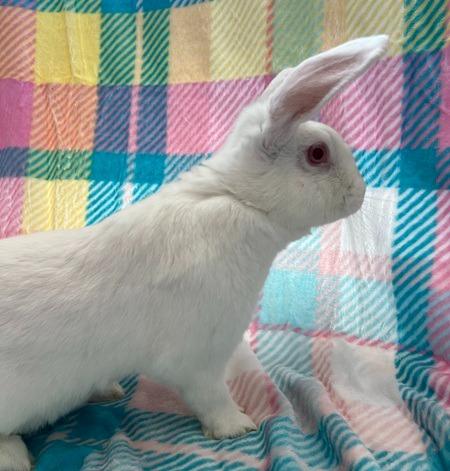 Sven, Adoptable, Young Male Florida White.