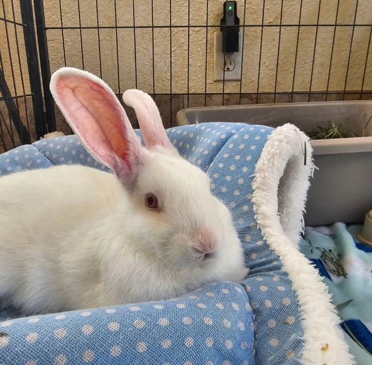 Enlarge Sven, a Adoptable Florida White in Folsom, CA image 2/3