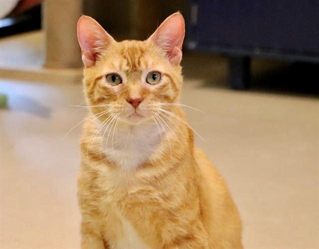 CHARLIE, Adoptable, Adult Male Domestic Short Hair.