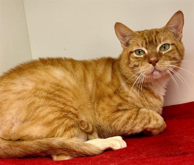 CHARLIE, Adoptable, Adult Male Domestic Short Hair.