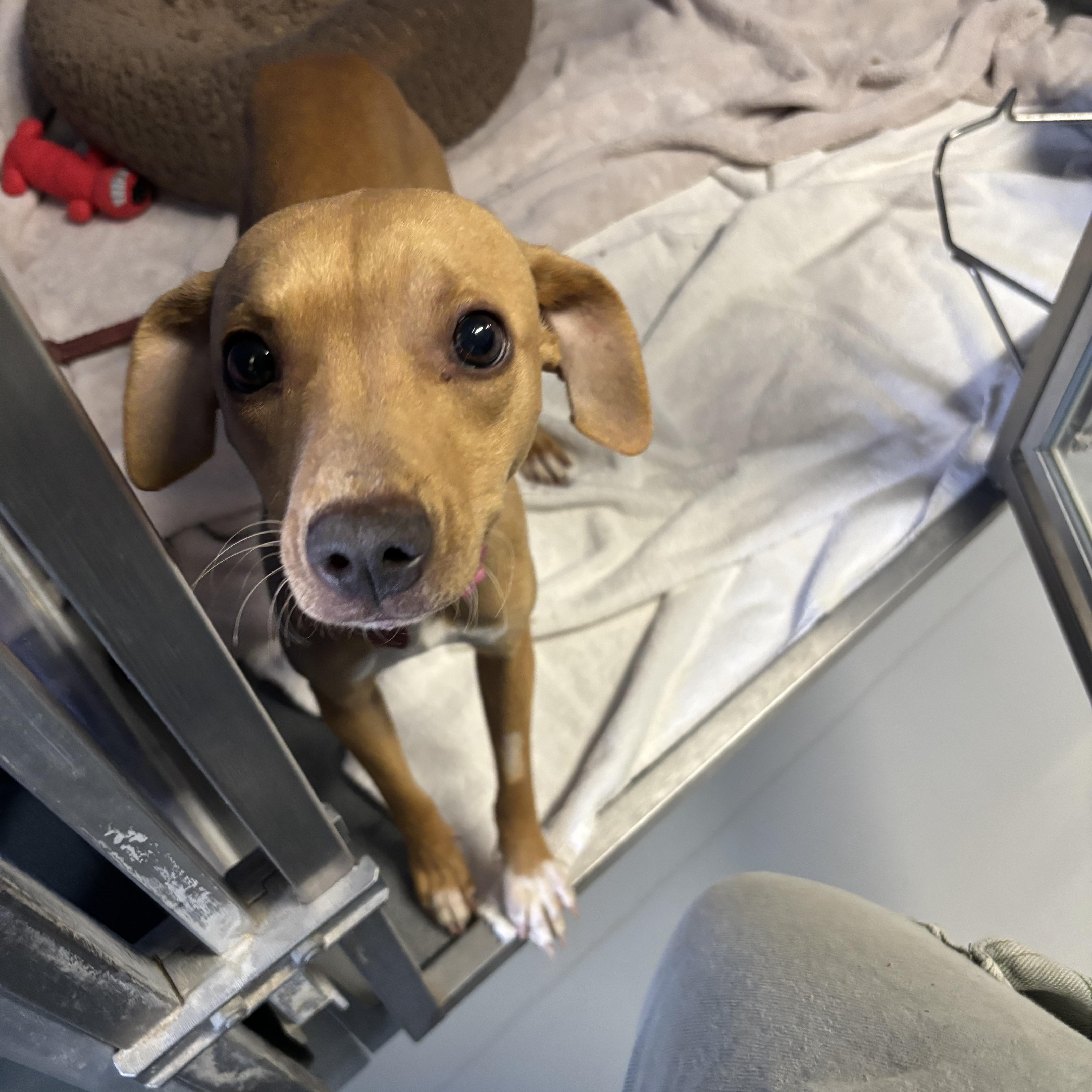 Apple Dumplin' — thumbnail 2