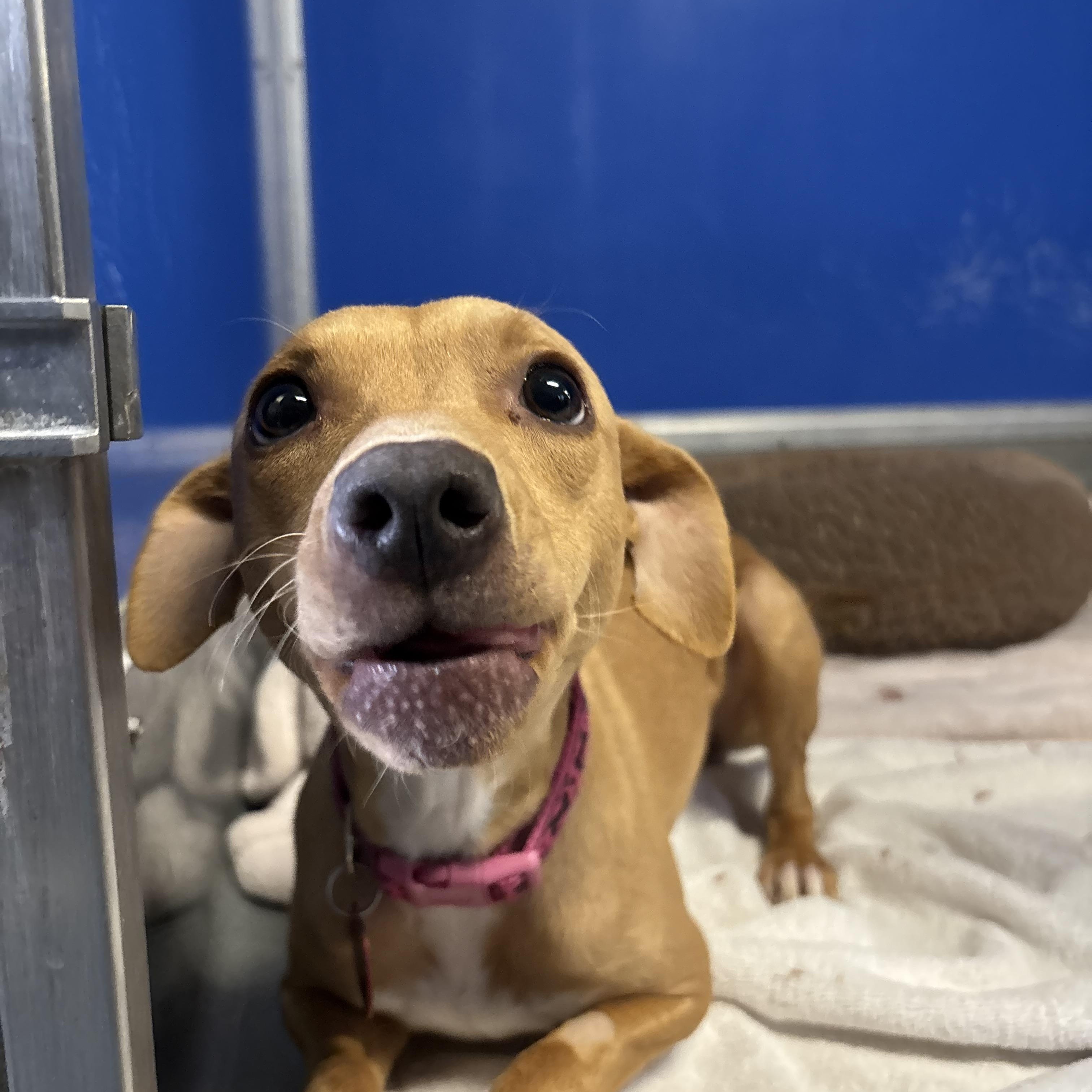 Apple Dumplin' — thumbnail 3