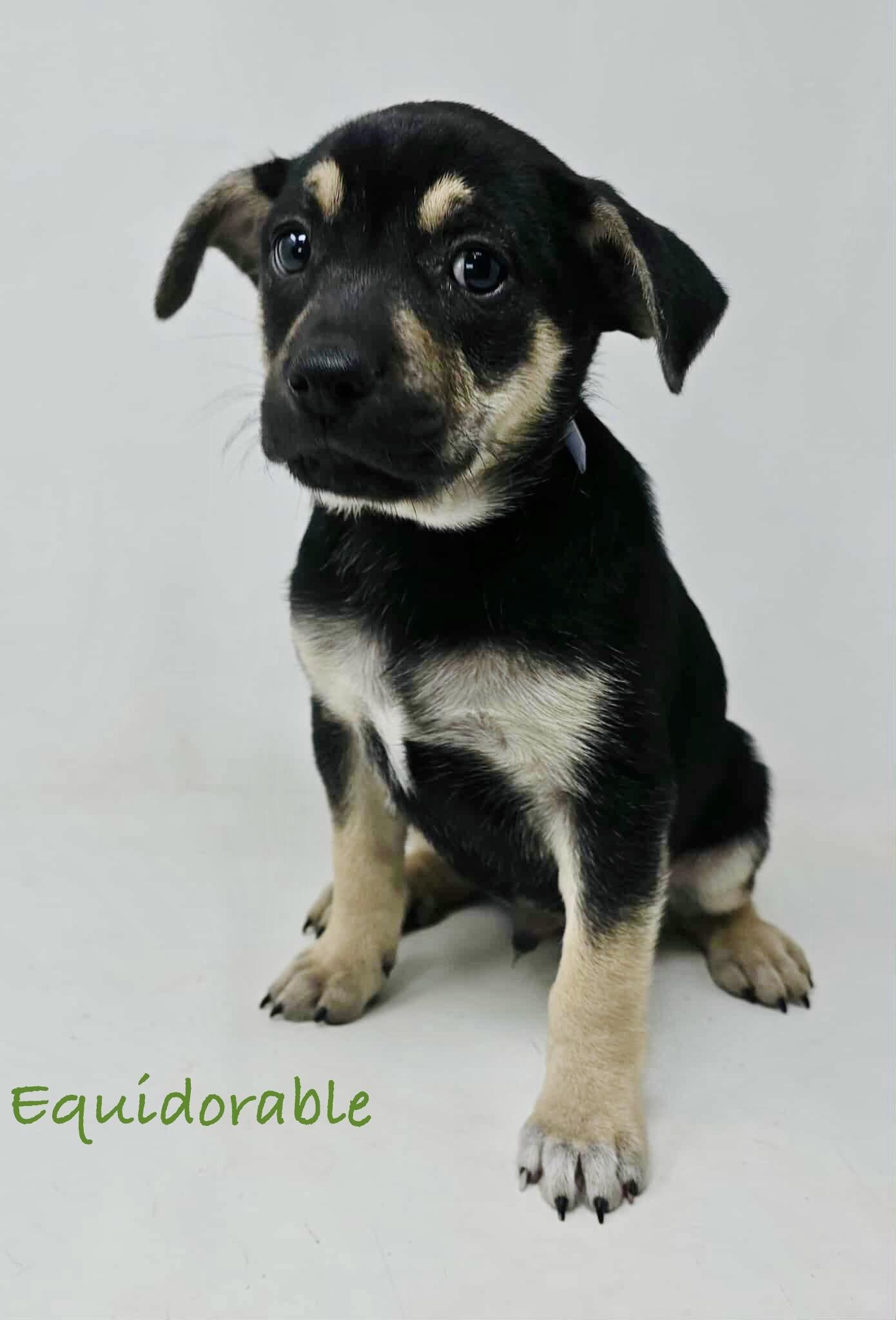 Equidorable, Baby Male Beagle