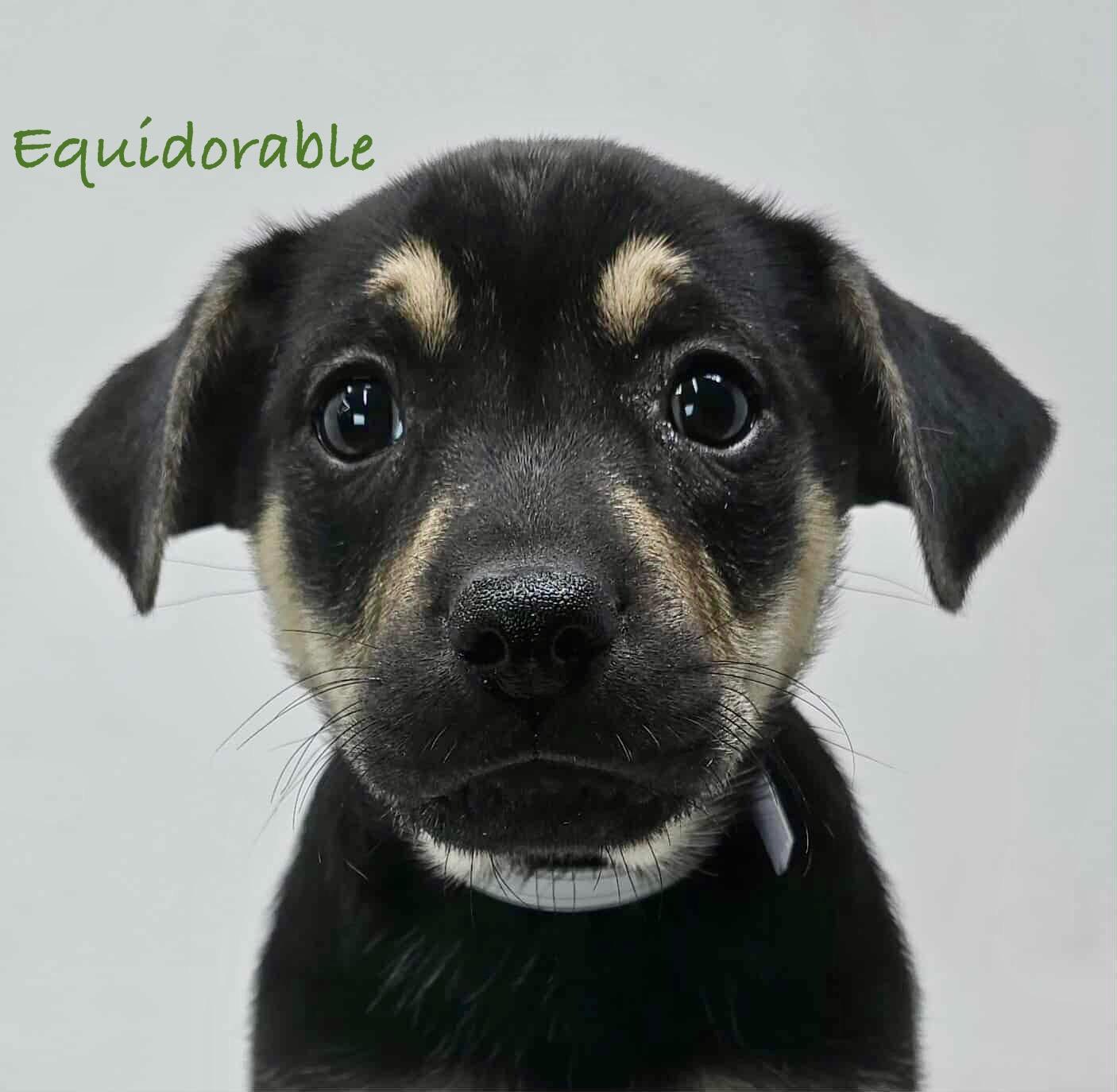 Equidorable photo 2