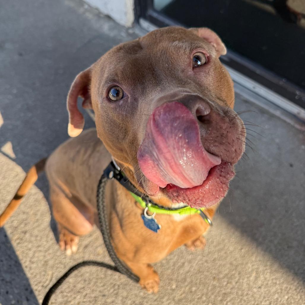 Enlarge Banana, a Adoptable Mixed Breed in Medford, NY image 2/4
