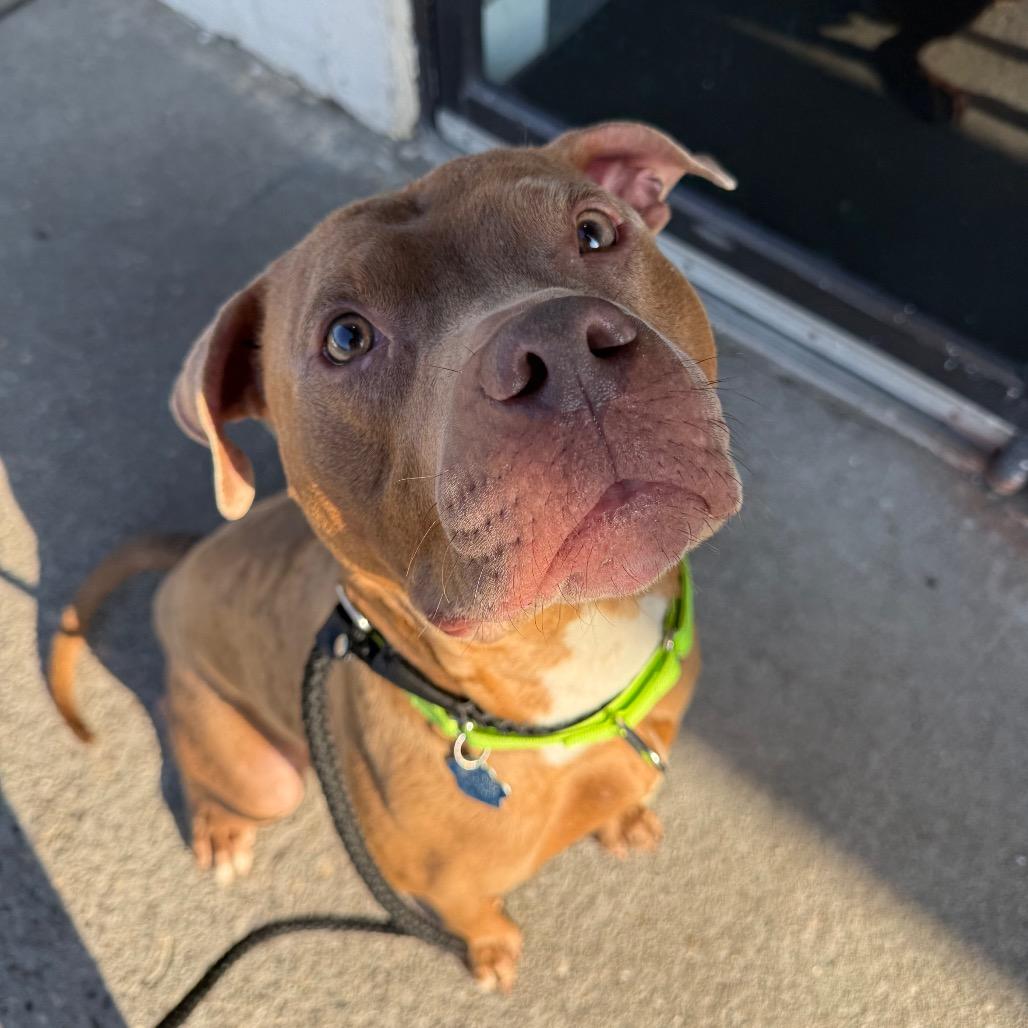 Banana, Adoptable, Adult Male Mixed Breed.